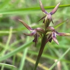 Corunastylis oligantha (Mongarlowe Midge Orchid) at QPRC LGA - 28 Jan 2024 by NedJohnston