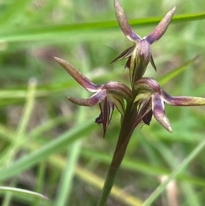 Corunastylis oligantha (Mongarlowe Midge Orchid) at Mongarlowe, NSW - 28 Jan 2024 by NedJohnston