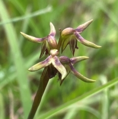 Corunastylis oligantha at QPRC LGA - suppressed