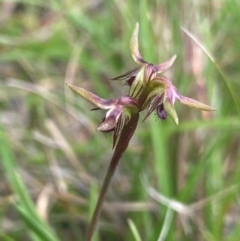 Corunastylis oligantha at QPRC LGA - suppressed