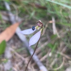 Eriochilus cucullatus (Parson's Bands) at Mongarlowe, NSW - 28 Jan 2024 by NedJohnston