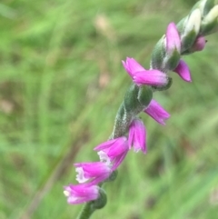 Spiranthes australis (Austral Ladies Tresses) at Mongarlowe, NSW - 28 Jan 2024 by NedJohnston