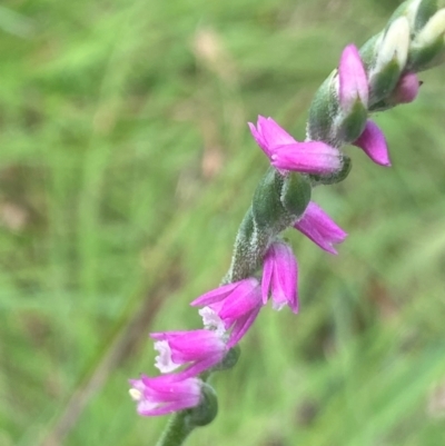 Spiranthes australis (Austral Ladies Tresses) at QPRC LGA - 28 Jan 2024 by NedJohnston