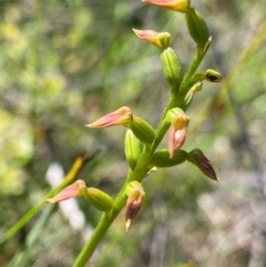 Corunastylis apostasioides (Freak Midge Orchid) at Eurobodalla National Park - 6 Feb 2024 by NedJohnston