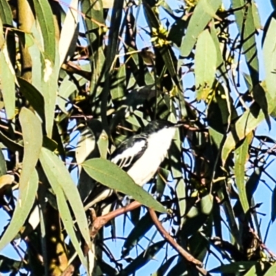 Lalage tricolor (White-winged Triller) at Chiltern-Mt Pilot National Park - 9 Nov 2017 by Petesteamer