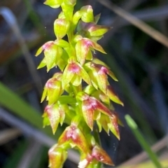 Corunastylis pumila (Green Midge Orchid) at Eurobodalla National Park - 7 Feb 2024 by NedJohnston