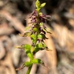 Corunastylis clivicola (Rufous midge orchid) at Black Mountain - 12 Feb 2024 by NedJohnston