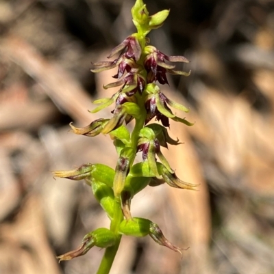 Corunastylis clivicola (Rufous midge orchid) at Black Mountain - 12 Feb 2024 by NedJohnston