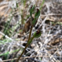 Speculantha rubescens (Blushing Tiny Greenhood) at Black Mountain - 12 Feb 2024 by NedJohnston