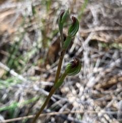 Speculantha rubescens (Blushing Tiny Greenhood) at Acton, ACT - 12 Feb 2024 by NedJohnston