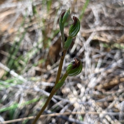 Speculantha rubescens (Blushing Tiny Greenhood) at Acton, ACT - 12 Feb 2024 by NedJohnston