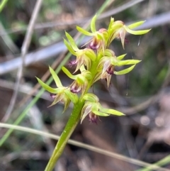 Corunastylis cornuta (Horned Midge Orchid) at Acton, ACT - 12 Feb 2024 by NedJohnston