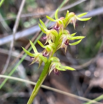 Corunastylis cornuta (Horned Midge Orchid) at Black Mountain - 12 Feb 2024 by NedJohnston