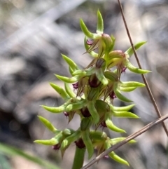 Corunastylis cornuta at Black Mountain - suppressed