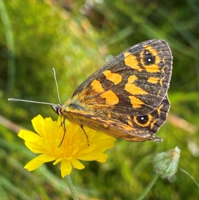 Oreixenica correae (Orange Alpine Xenica) at Cotter River, ACT - 16 Feb 2024 by NedJohnston