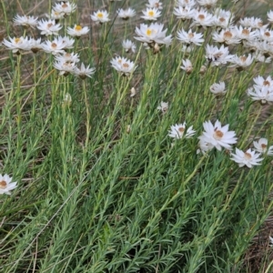 Rhodanthe anthemoides at Namadgi National Park - 17 Feb 2024