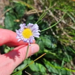 Brachyscome decipiens (Field Daisy) at Namadgi National Park - 17 Feb 2024 by BethanyDunne