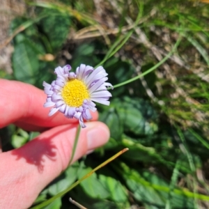 Brachyscome decipiens at Namadgi National Park - 17 Feb 2024