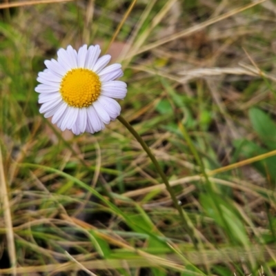 Brachyscome scapigera (Tufted Daisy) at Namadgi National Park - 17 Feb 2024 by BethanyDunne