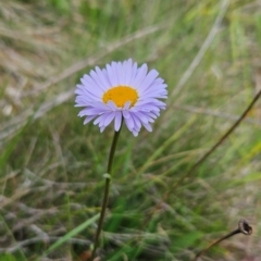 Brachyscome scapigera (Tufted Daisy) at Cotter River, ACT - 17 Feb 2024 by BethanyDunne