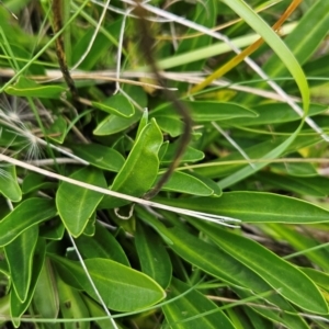 Brachyscome scapigera at Namadgi National Park - 17 Feb 2024