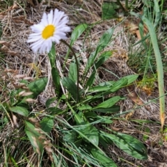 Brachyscome scapigera (Tufted Daisy) at Namadgi National Park - 17 Feb 2024 by BethanyDunne