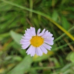 Brachyscome scapigera (Tufted Daisy) at Namadgi National Park - 17 Feb 2024 by BethanyDunne