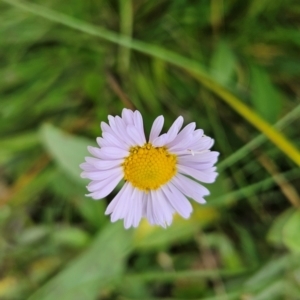 Brachyscome scapigera at Namadgi National Park - 17 Feb 2024