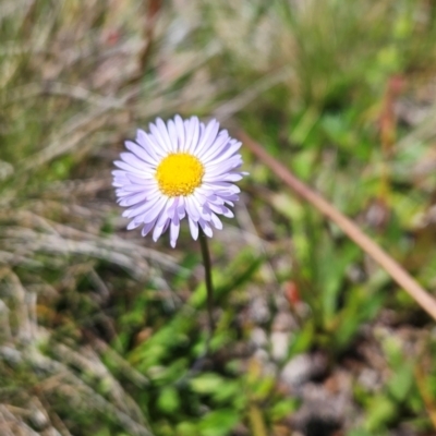 Brachyscome scapigera (Tufted Daisy) at Cotter River, ACT - 17 Feb 2024 by BethanyDunne