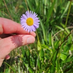 Brachyscome scapigera (Tufted Daisy) at Cotter River, ACT - 17 Feb 2024 by BethanyDunne