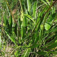 Brachyscome scapigera at Namadgi National Park - 17 Feb 2024