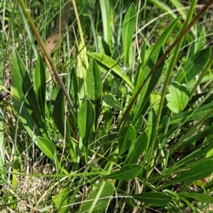 Brachyscome scapigera at Namadgi National Park - 17 Feb 2024