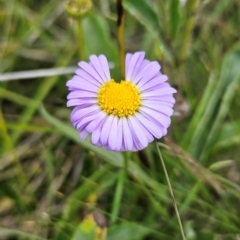 Brachyscome scapigera (Tufted Daisy) at Cotter River, ACT - 17 Feb 2024 by BethanyDunne