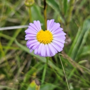 Brachyscome scapigera at Namadgi National Park - 17 Feb 2024