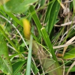 Brachyscome scapigera at Namadgi National Park - 17 Feb 2024