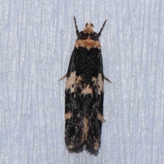 Endrosis sarcitrella (White-shouldered House Moth) at Turner, ACT - 13 Feb 2024 by ConBoekel