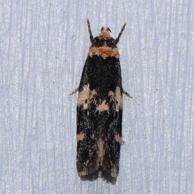 Endrosis sarcitrella (White-shouldered House Moth) at Turner, ACT - 13 Feb 2024 by ConBoekel