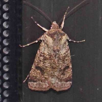 Agrotis porphyricollis (Variable Cutworm) at Turner, ACT - 14 Feb 2024 by ConBoekel