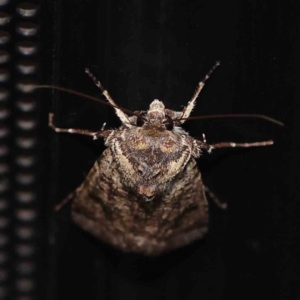 Agrotis porphyricollis at Turner, ACT - 14 Feb 2024