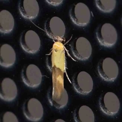 Stathmopoda crocophanes (Yellow Stathmopoda Moth) at Turner, ACT - 14 Feb 2024 by ConBoekel