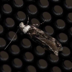 Endrosis sarcitrella (White-shouldered House Moth) at Turner, ACT - 13 Feb 2024 by ConBoekel