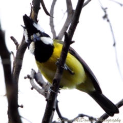 Falcunculus frontatus (Eastern Shrike-tit) at Namadgi National Park - 23 Nov 2022 by KorinneM