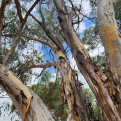 Eucalyptus rubida subsp. rubida at Oakey Hill - 19 Feb 2024 11:09 AM