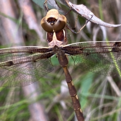 Telephlebia brevicauda (Southern Evening Darner) at Tharwa, ACT - 20 Jan 2024 by NedJohnston