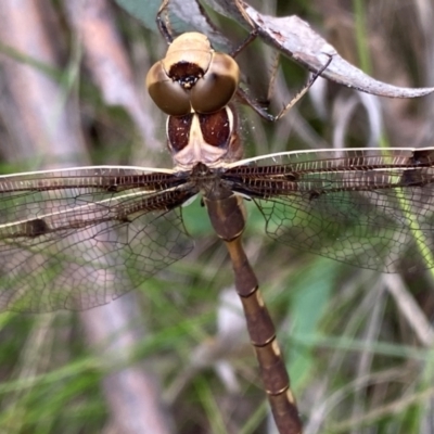 Telephlebia brevicauda (Southern Evening Darner) at Namadgi National Park - 20 Jan 2024 by NedJohnston