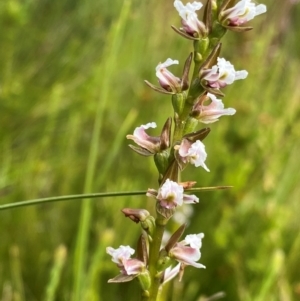 Paraprasophyllum venustum at Kosciuszko National Park - suppressed