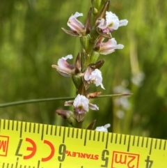 Paraprasophyllum venustum at Kosciuszko National Park - suppressed