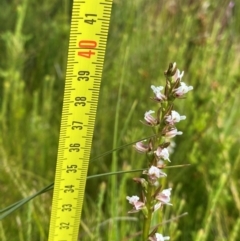 Paraprasophyllum venustum at Kosciuszko National Park - suppressed