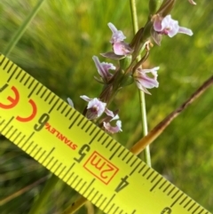 Paraprasophyllum venustum at Kosciuszko National Park - suppressed