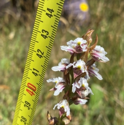 Prasophyllum candidum (Kiandra Leek Orchid) at Kosciuszko National Park - 22 Jan 2024 by NedJohnston